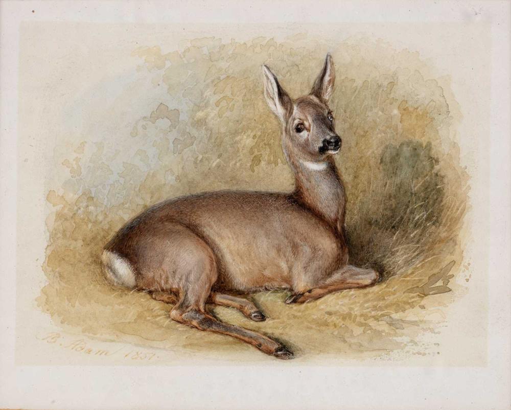 Benno Raffael Adam comparable auction result: benno raffael adam 1812 1892 study of a resting deer signed and dated 1857 watercolour 12 x 14 5cm