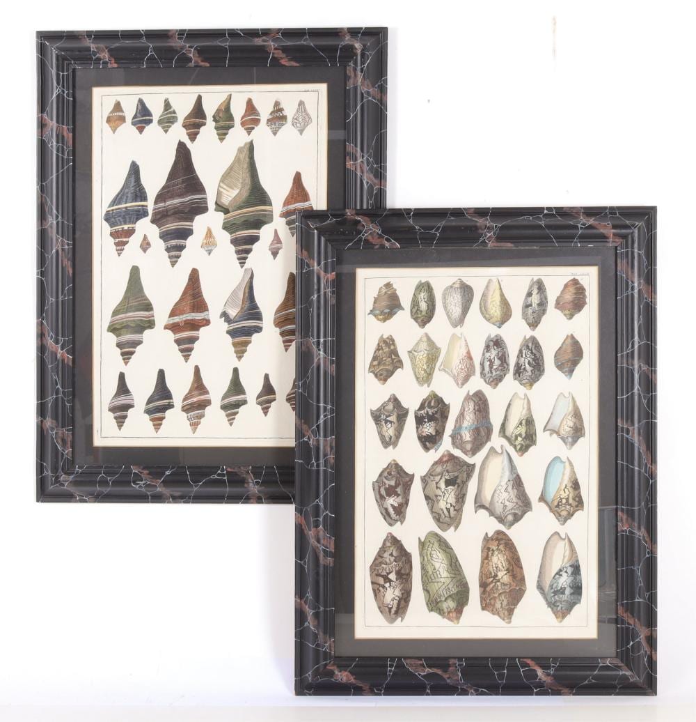 Albertus Seba comparable auction result: albertus seba shell copperplate engravings 18thc