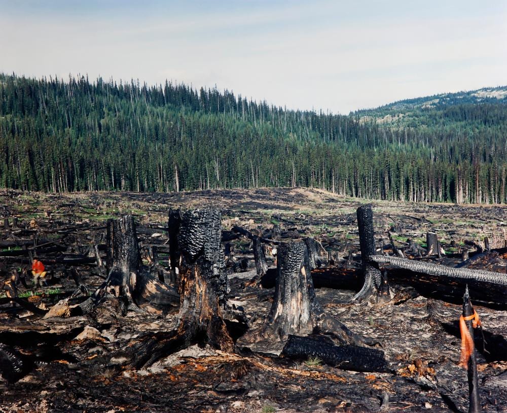 Lorraine Gilbert comparable auction result: lorraine gilbert john in a slash burn princeton b c
