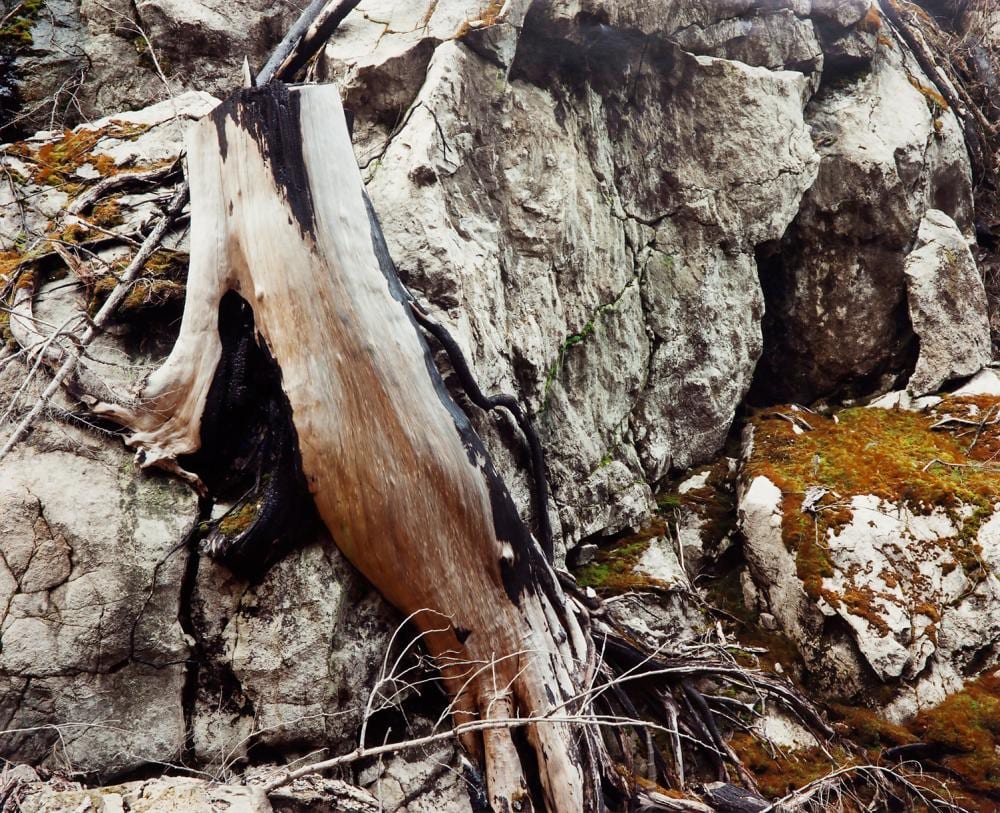 Lorraine Gilbert comparable auction result: lorraine gilbert cut stump on rock bella coola b c
