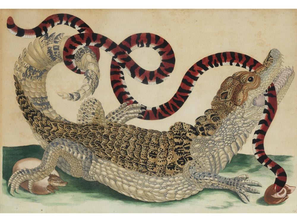 maria sibylla merian 1647 frankfurt 1717 amsterdam · Hampel Fine Art Auctions · 2025-03-27 Maria Sibylla Merian comparable auction result: maria sibylla merian 1647 frankfurt 1717 amsterdam