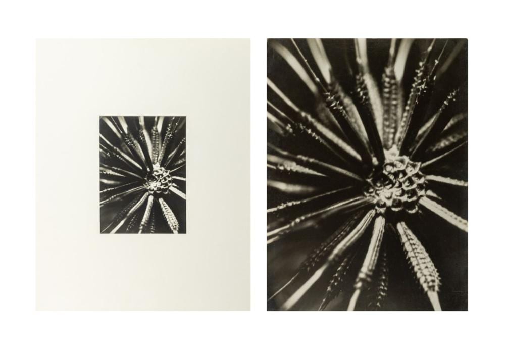 Willy Kessels comparable auction result: willy kessels microphotographie silver print