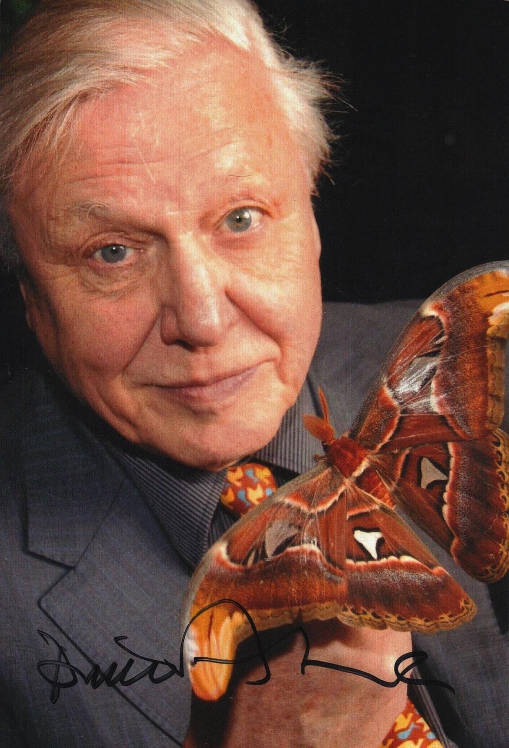 David Attenborough comparable auction result: david attenborough signed 6x4inch colour photo wildlife film maker good condition all