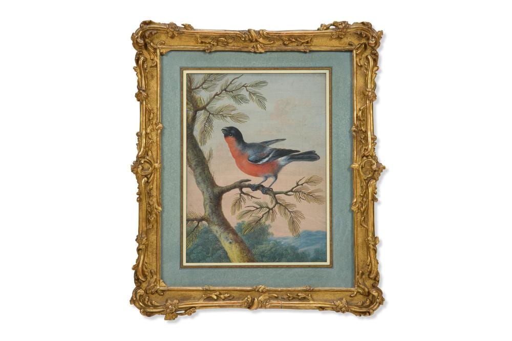 Christoph Ludwig Agricola comparable auction result: christoph ludwig agricola german 1665 1719 an exotic bird on a branch