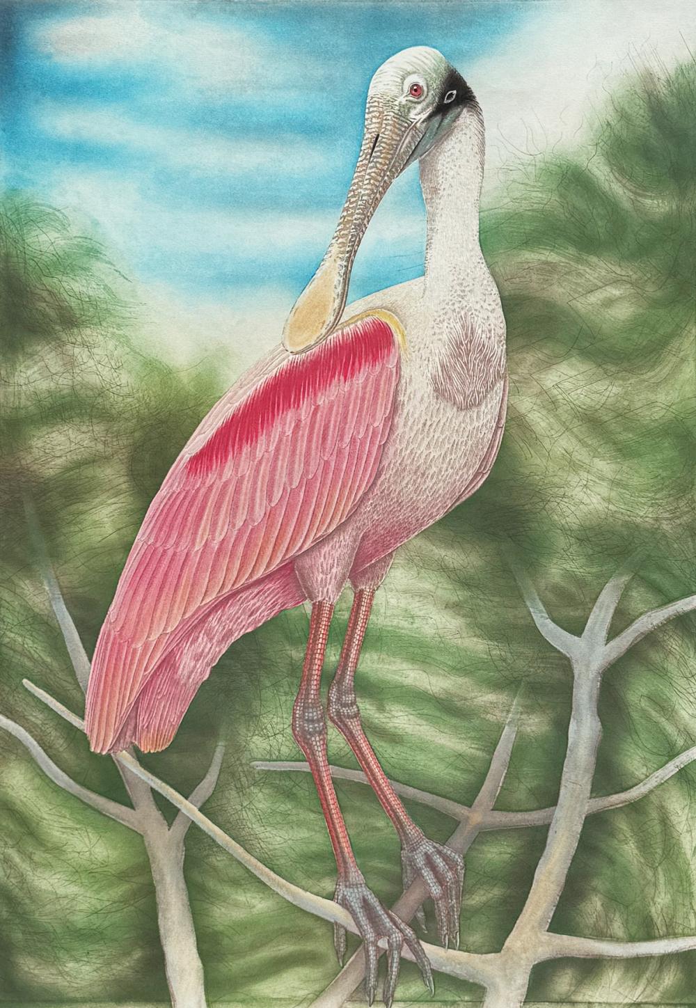 John Costin comparable auction result: john costin etching roseate spoonbill