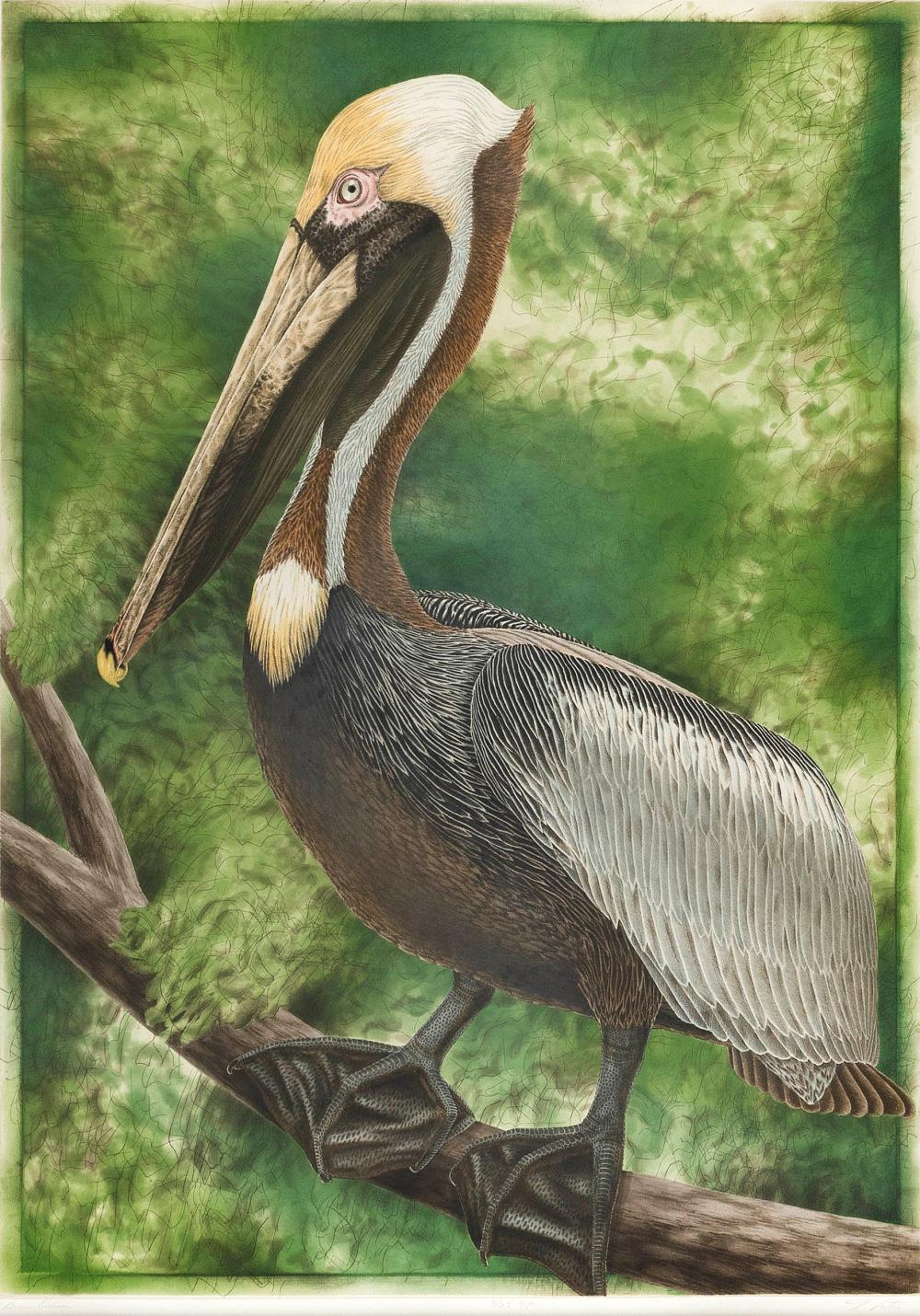 John Costin comparable auction result: john costin florida 20th century brown pelican copperplate engraving 33 x 24 framed 45 x 36