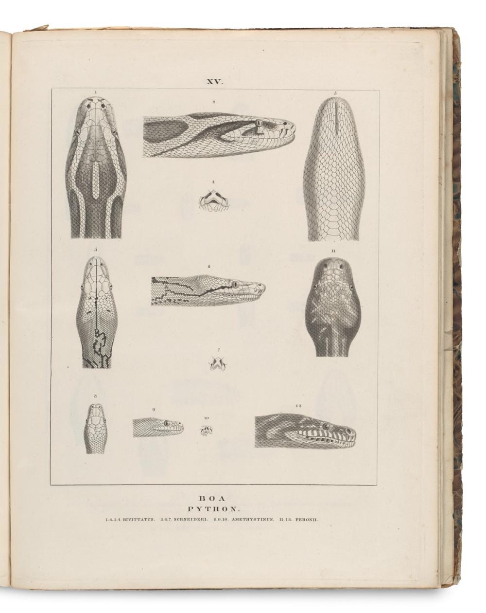 H. Désiré Grisard comparable auction result: h erman schlegel essai sur la physionomie des serpens text u tafelbd