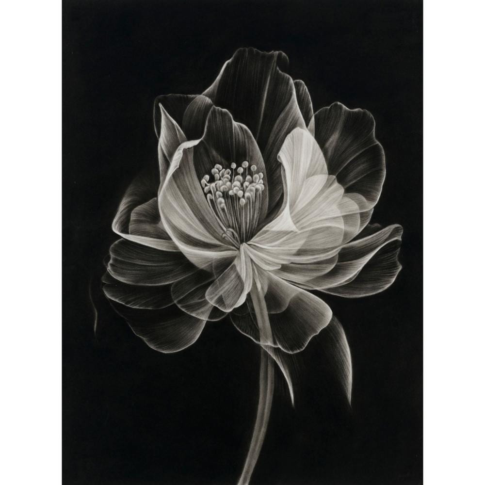 Joanne Morris comparable auction result: joanne morris born 1974 ethereal bloom charcoal on arches paper 76 x 57cm