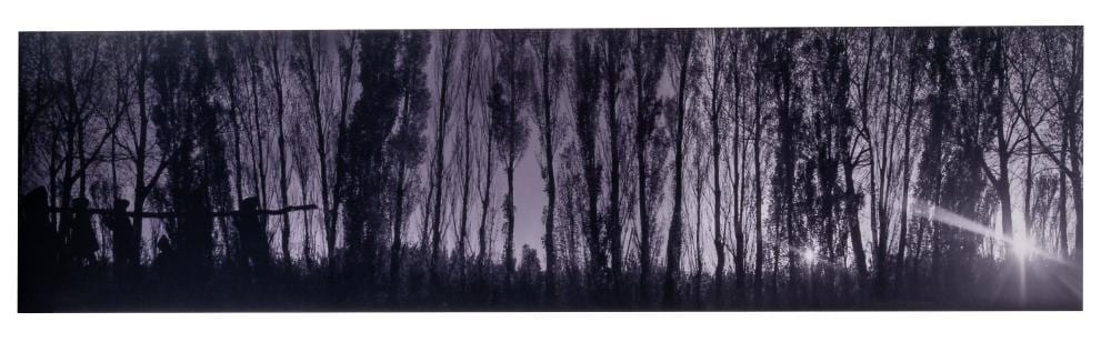 Anthony Goicolea comparable auction result: anthony goicolea 1971 popular tree black and white photograph on reynobond edition of 9 55 x 206 cm 21 6 x 81 1 in