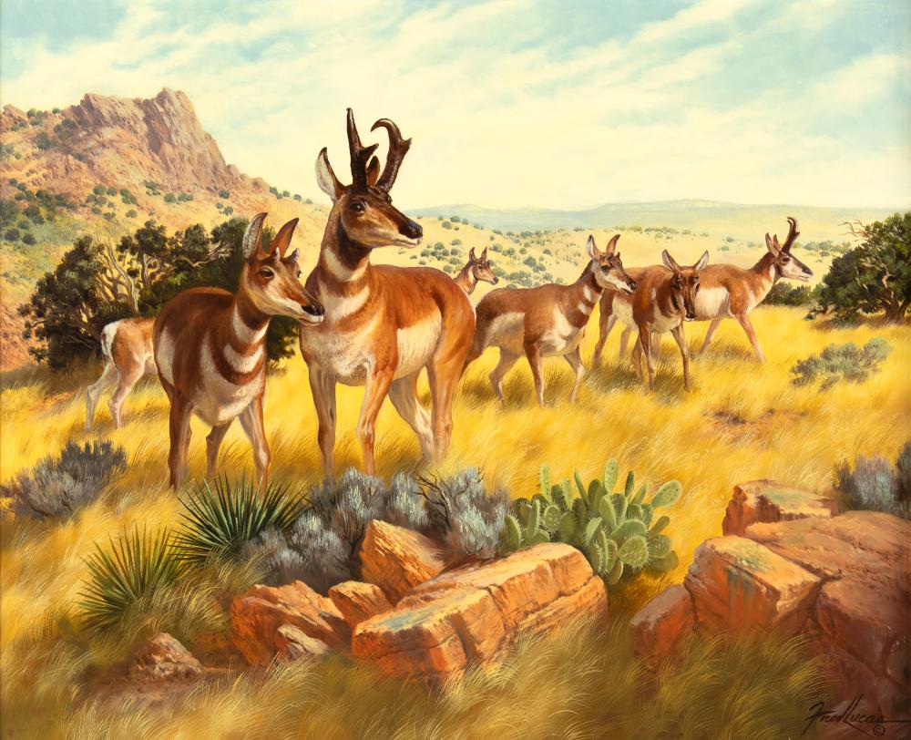 Fred Lucas comparable auction result: fred lucas 1946 2011 pronghorn antelope