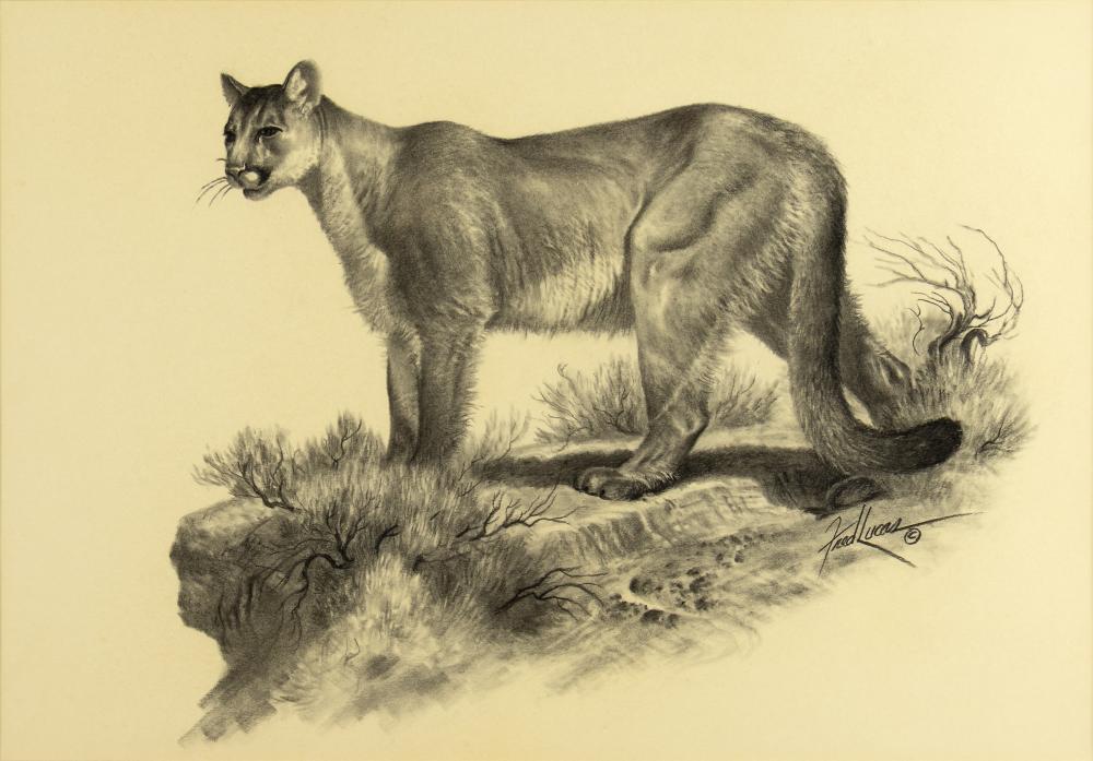 Fred Lucas comparable auction result: fred lucas 1946 2011 mountain lion