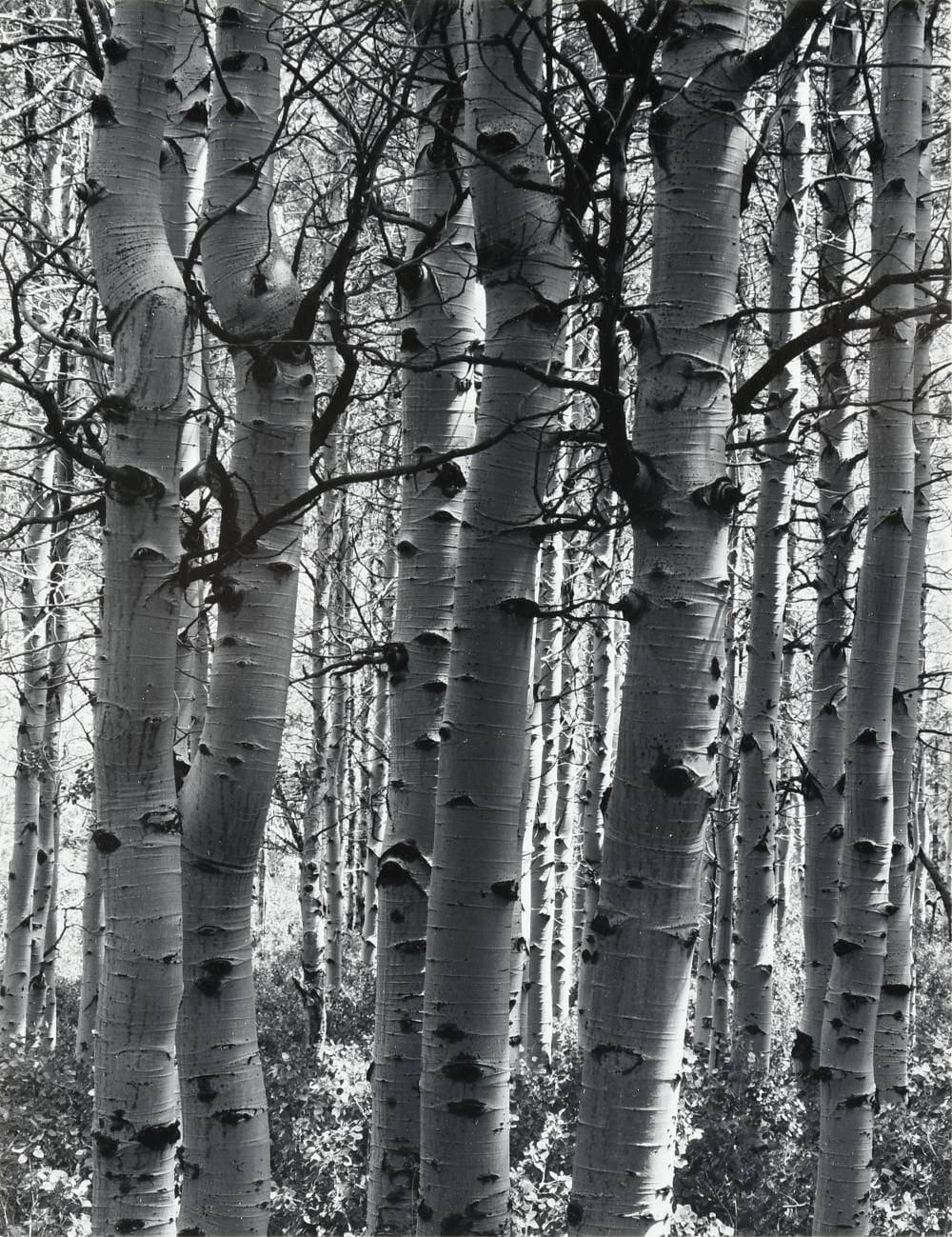 Henry Gilpin comparable auction result: henry gilpin american 1922 2011 birch trees 1985 5 1 4 x 4 in 13 3 x 10 2 cm frame 10 1 4 x 8 1 4 in 26 x 21 cm