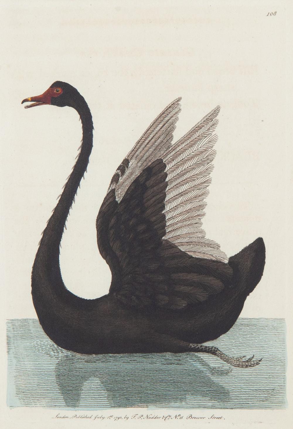 Frederick P. Nodder comparable auction result: frederick polydore nodder the black swan hand coloured copper engraving