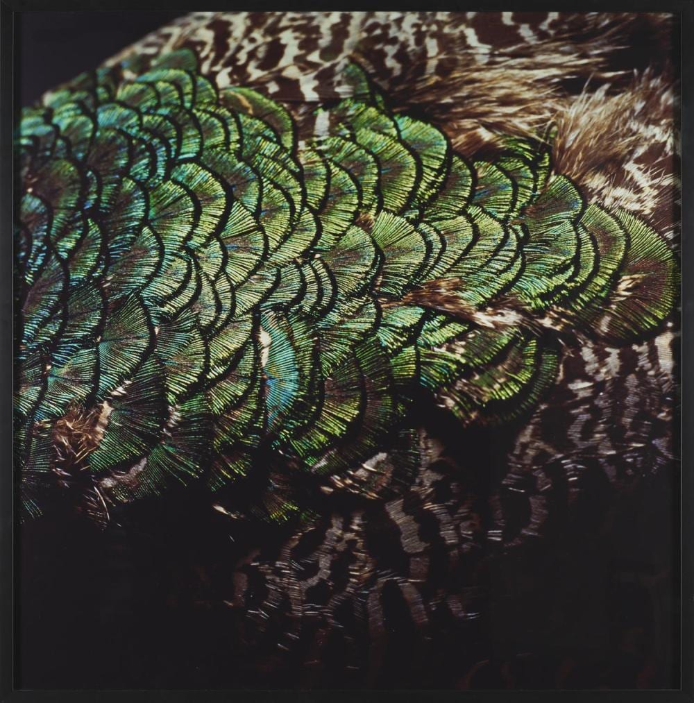Sharon Green comparable auction result: sharon green born 1977 once loved c type print 102 x 101cm image sheet 106 x 104 5cm frame