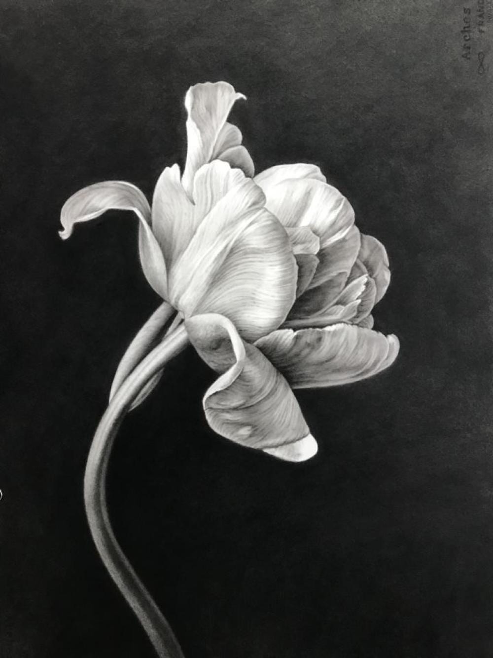 Joanne Morris comparable auction result: joanne morris born 1974 bloom 2024 archival pigment print and charcoal 77 x 56cm 101 x 78cm frame