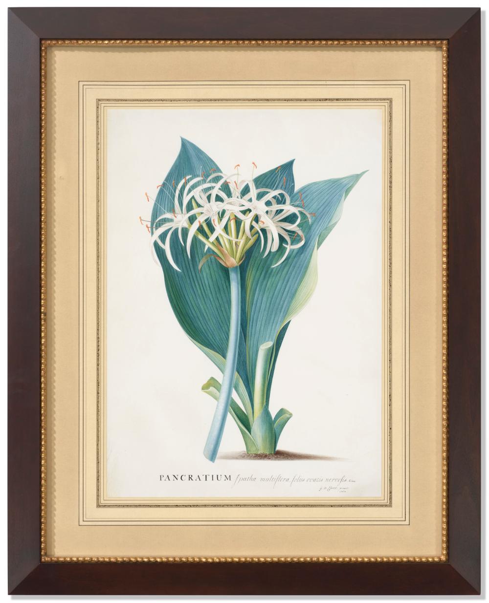 georg dionysius ehret erfurt 1708 1770 london hymenocalis ovata ovata s · Christie's · 2025-06-18 Georg Dionysius Ehret comparable auction result: georg dionysius ehret erfurt 1708 1770 london hymenocalis ovata ovata s