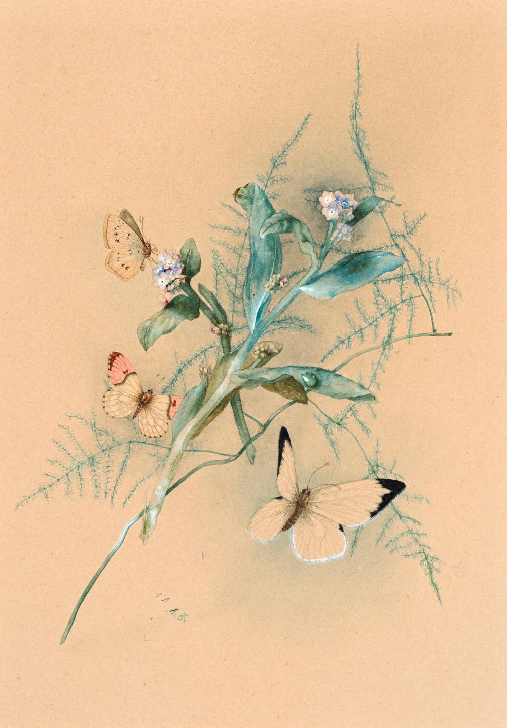 Willy Kriegel comparable auction result: willy kriegel brauner waldvogel aurorafalter und gro er kohlwei ling mit vergissmeinnicht und federfarn wohl 1930 s