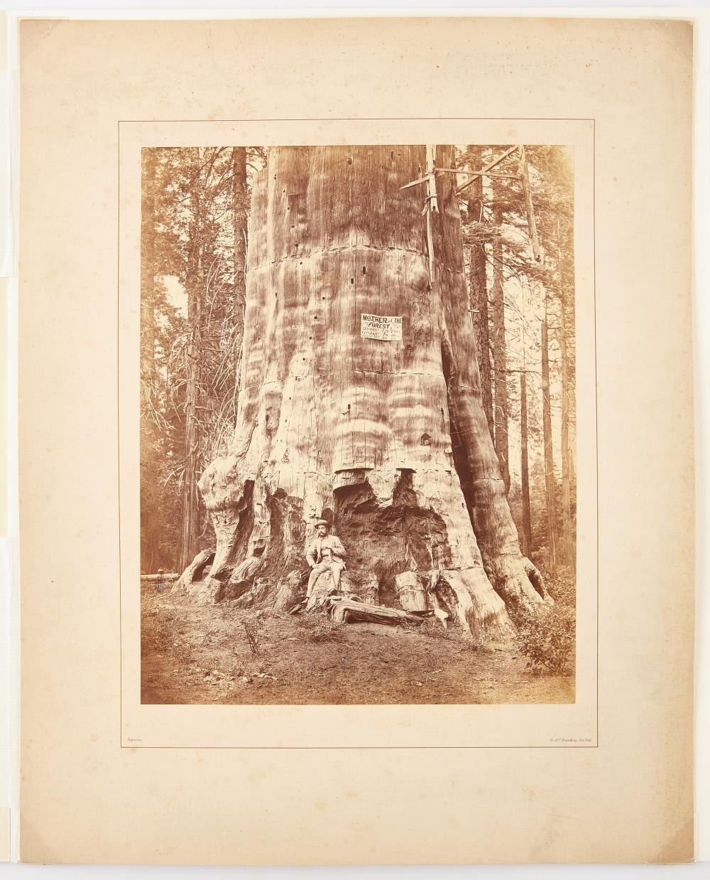 Carleton E. Watkins comparable auction result: carleton e watkins mother of the forest photograph
