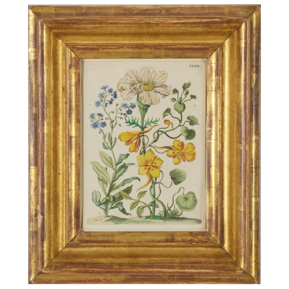 maria sibylla merian 1647 1717 marigold from de europische insecten · STAIR · 2025-06-17 Maria Sibylla Merian comparable auction result: maria sibylla merian 1647 1717 marigold from de europische insecten