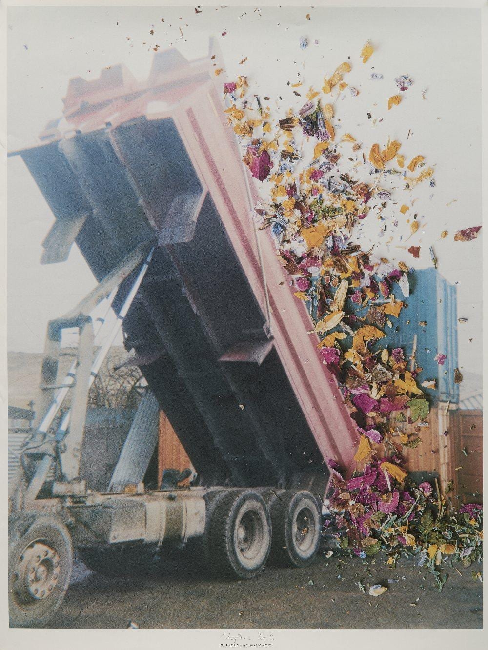 Stephen Gill comparable auction result: stephen gill untitled from hackney flowers 2004 2007