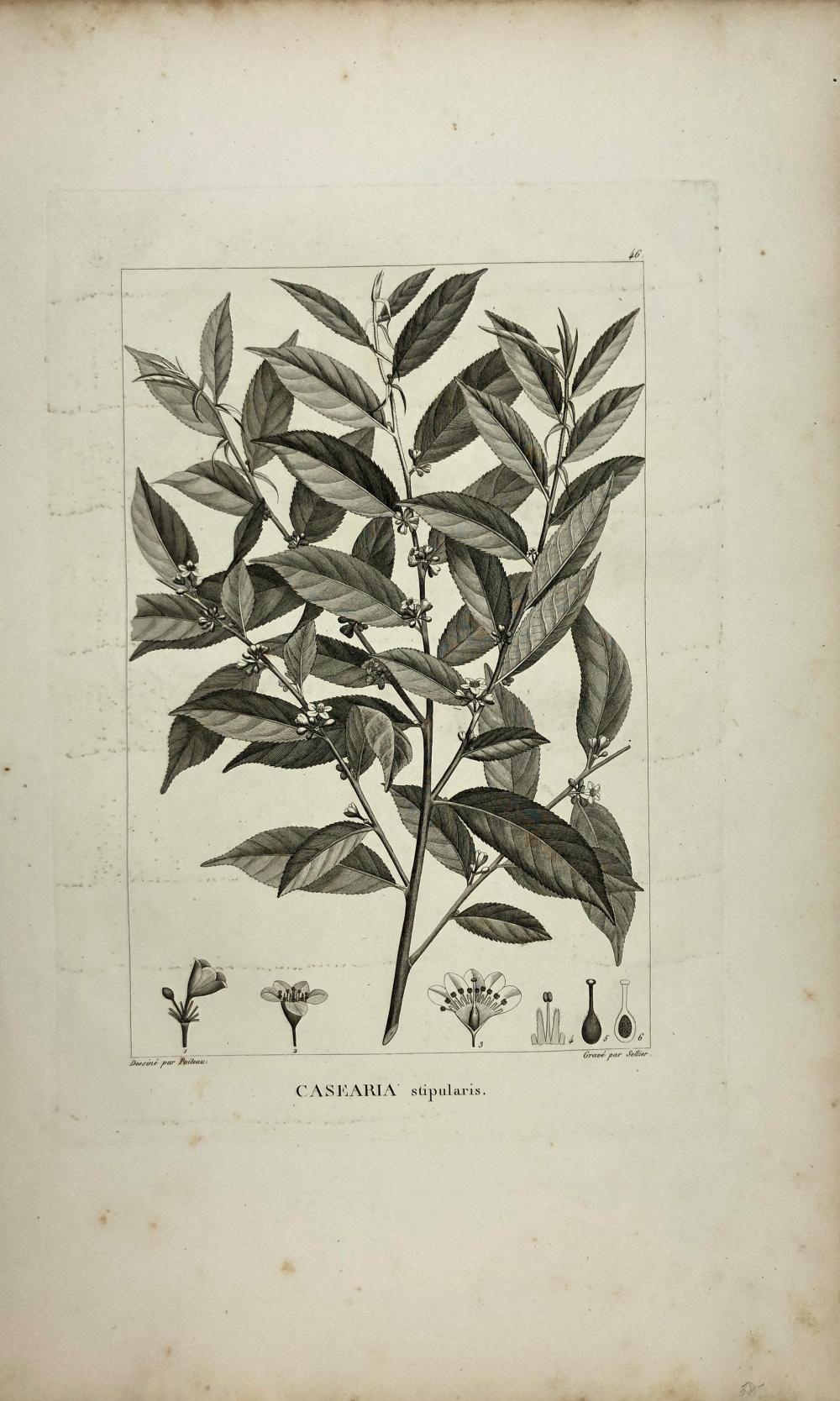 Antoine Poiteau comparable auction result: pierre antoine poiteau 1766 1854 casearia stipularis copper engraving 1803