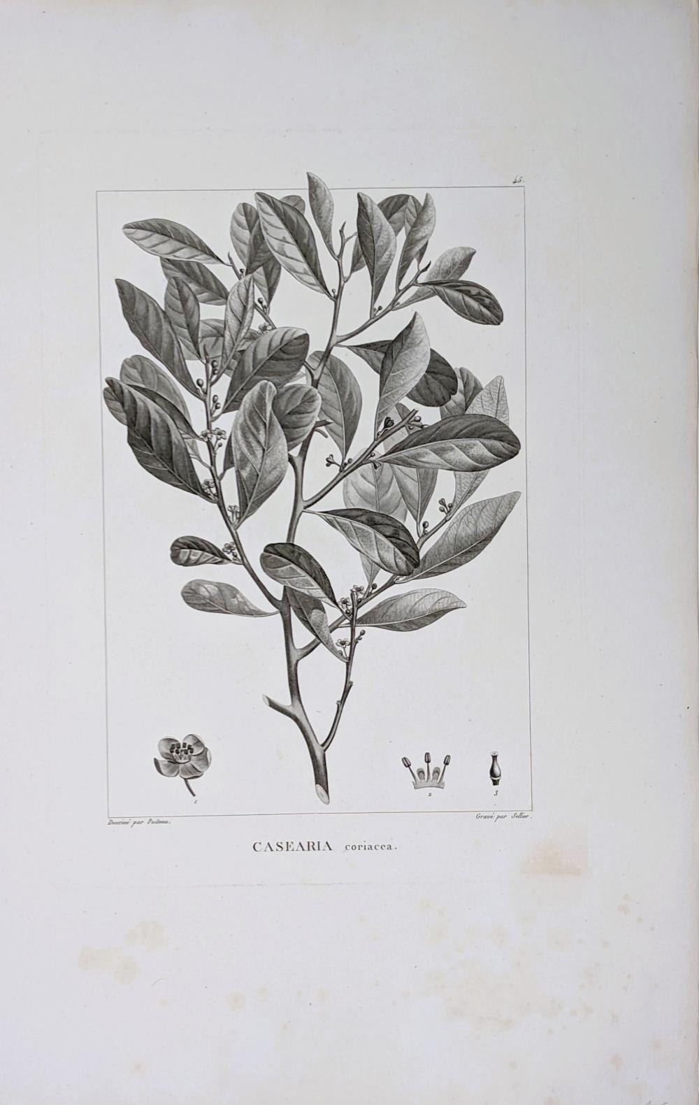 Antoine Poiteau comparable auction result: pierre antoine poiteau 1766 1854 casearia coriacea copper engraving 1803