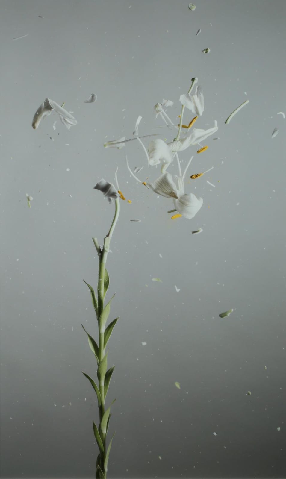 Ori Gersht comparable auction result: ori gersht