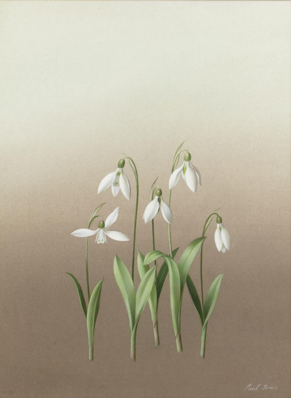 Paul (1921) Jones comparable auction result: paul osborne jones 1921 1997 study of snowdrops signed gouache 34 x 25 5cm