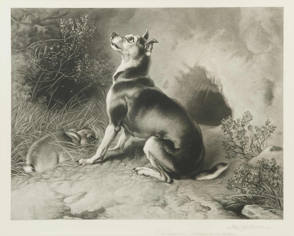 Cother Webb comparable auction result: john cother webb british 1855 1927 manchester type terrier image 47 x 60cm 18 1 2 x 23 5 8in artist s proof