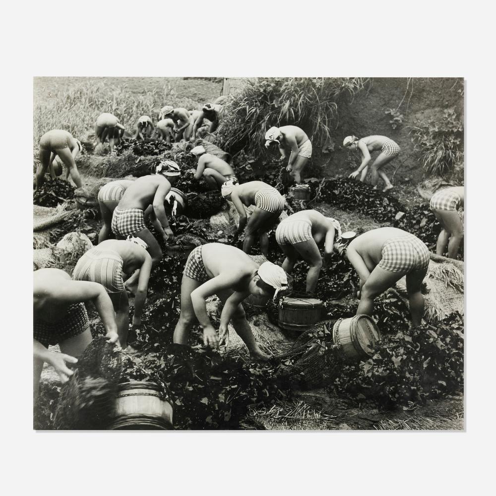 Yoshiyuki Iwase comparable auction result: yoshiyuki iwase seaweed harvest