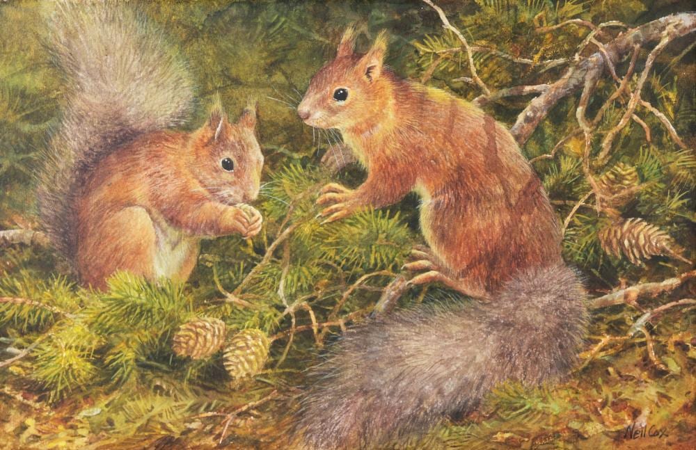 Neil Cox comparable auction result: neil cox b 1955 red squirrels in pine forest