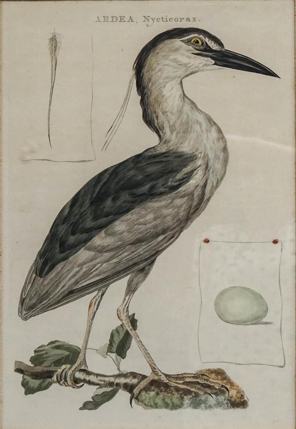 Cornelius Nozeman comparable auction result: cornelius nozeman dutch 1712 1786 ardea nycticorax engraving with hand coloring apparently unsigned frame 25 1 2 x 19 3 4 in 64 8 x 50 2 cm