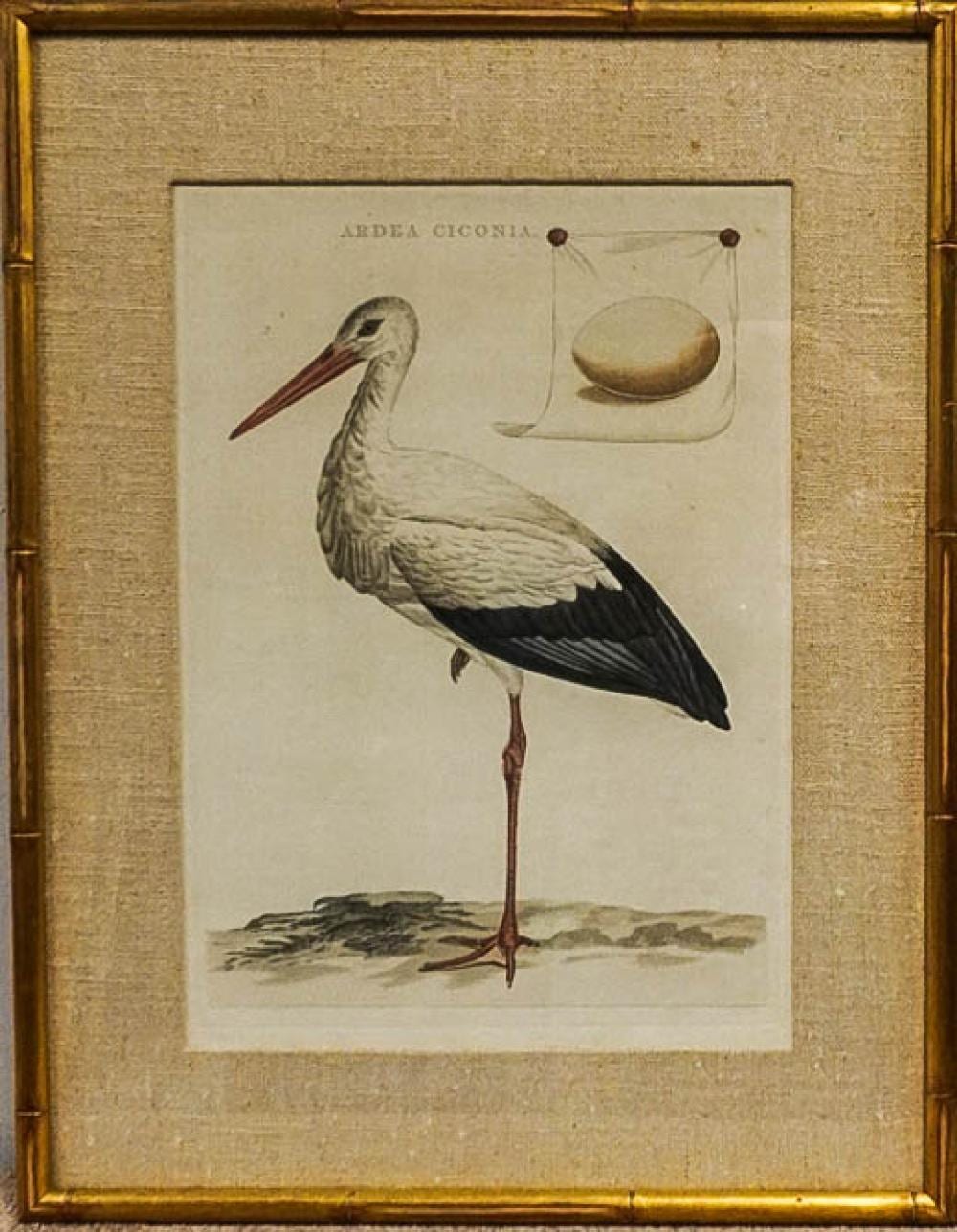 Cornelius Nozeman comparable auction result: cornelius nozeman dutch 1712 1786 ardea ciconia engraving with hand coloring apparently unsigned frame 25 1 2 x 19 3 4 in 64 8 x 50 2 cm