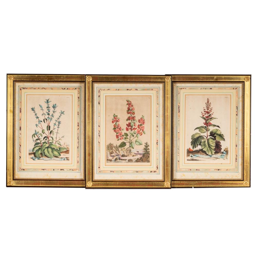 Abraham Munting comparable auction result: abraham munting 1626 1683 three plates from phytographia curiosa
