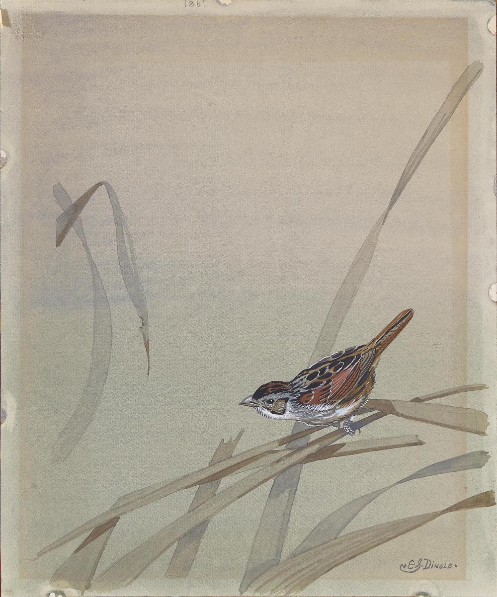 Edward Von Siebold Dingle comparable auction result: edward von siebold dingle