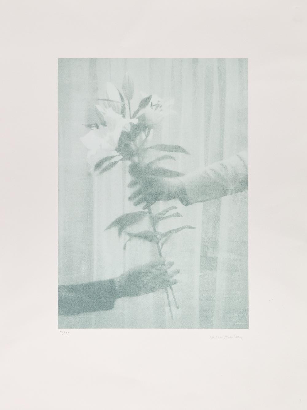 Paul Winstanley comparable auction result: paul winstanley lilies from the help portfolio 2020