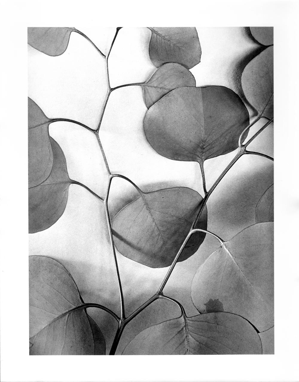 Alma Lavenson comparable auction result: alma lavenson american 1897 1989 eucalyptus leaves 1933 c 1987