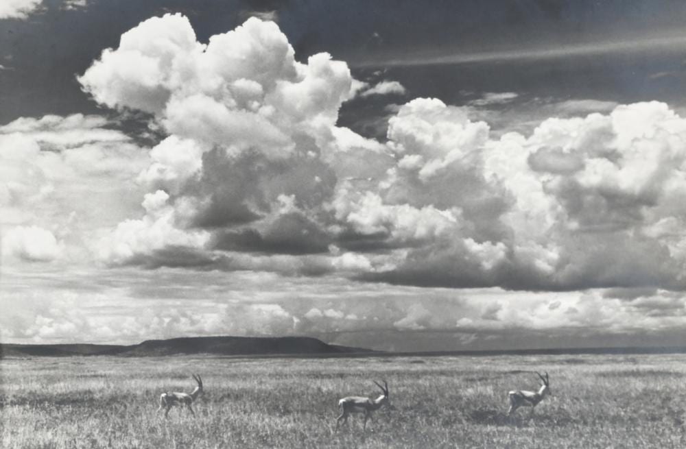 Marc Neels comparable auction result: marc sleen 1922 2016 photo serengeti tanzania titled and signed front and back