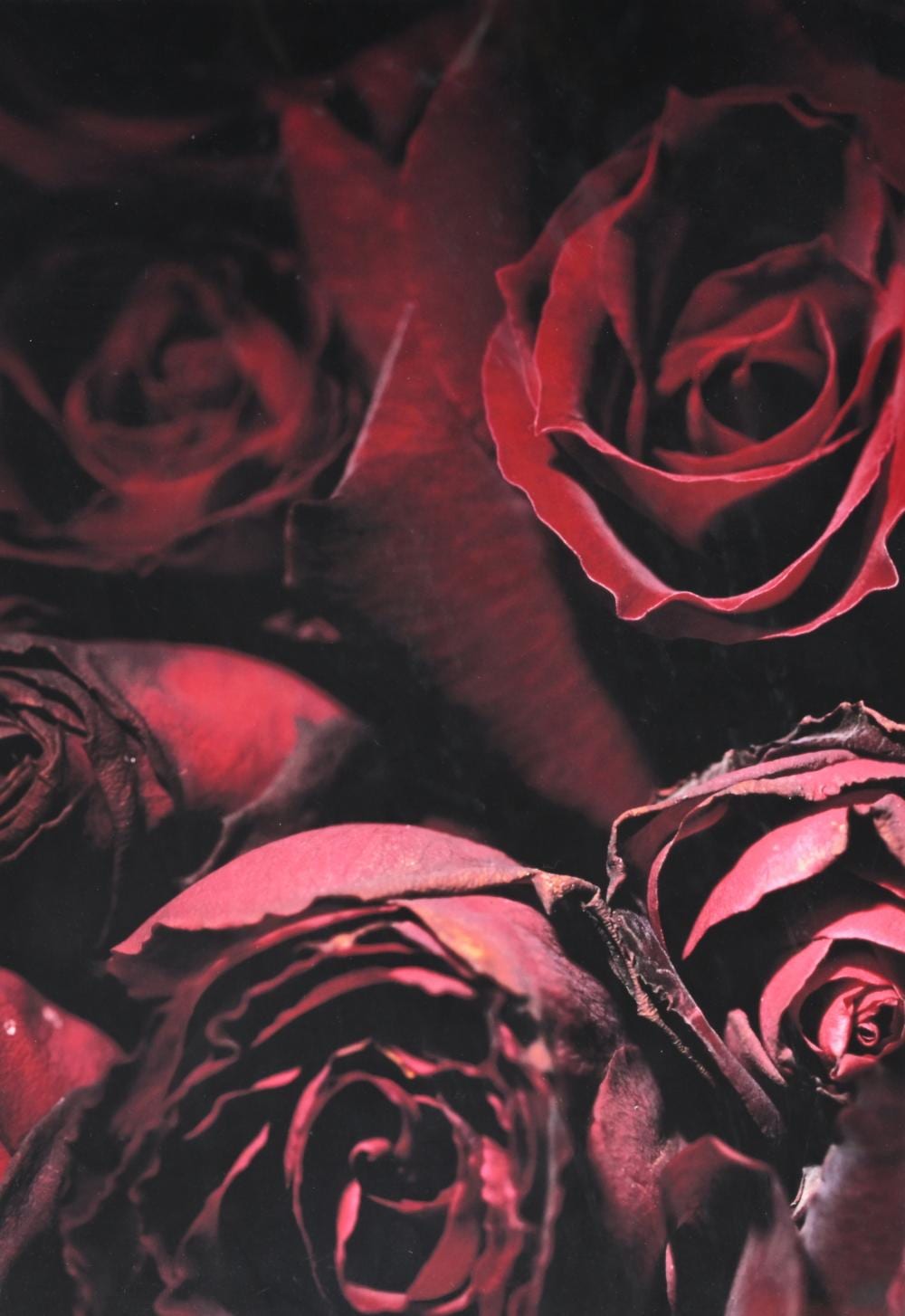 Marie-Jo Lafontaine comparable auction result: marie jo lafontaine 1950 photograph a rose is a rose is a rose 2009
