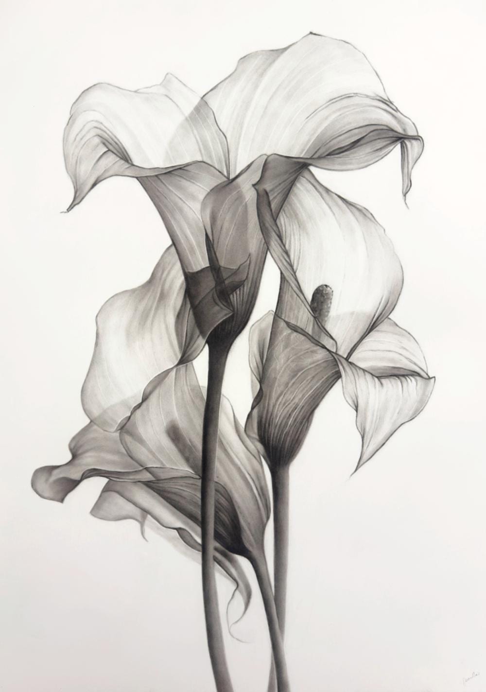 Joanne Morris comparable auction result: joanne morris born 1974 elegant bloom charcoal on arches paper 76 x 57cm