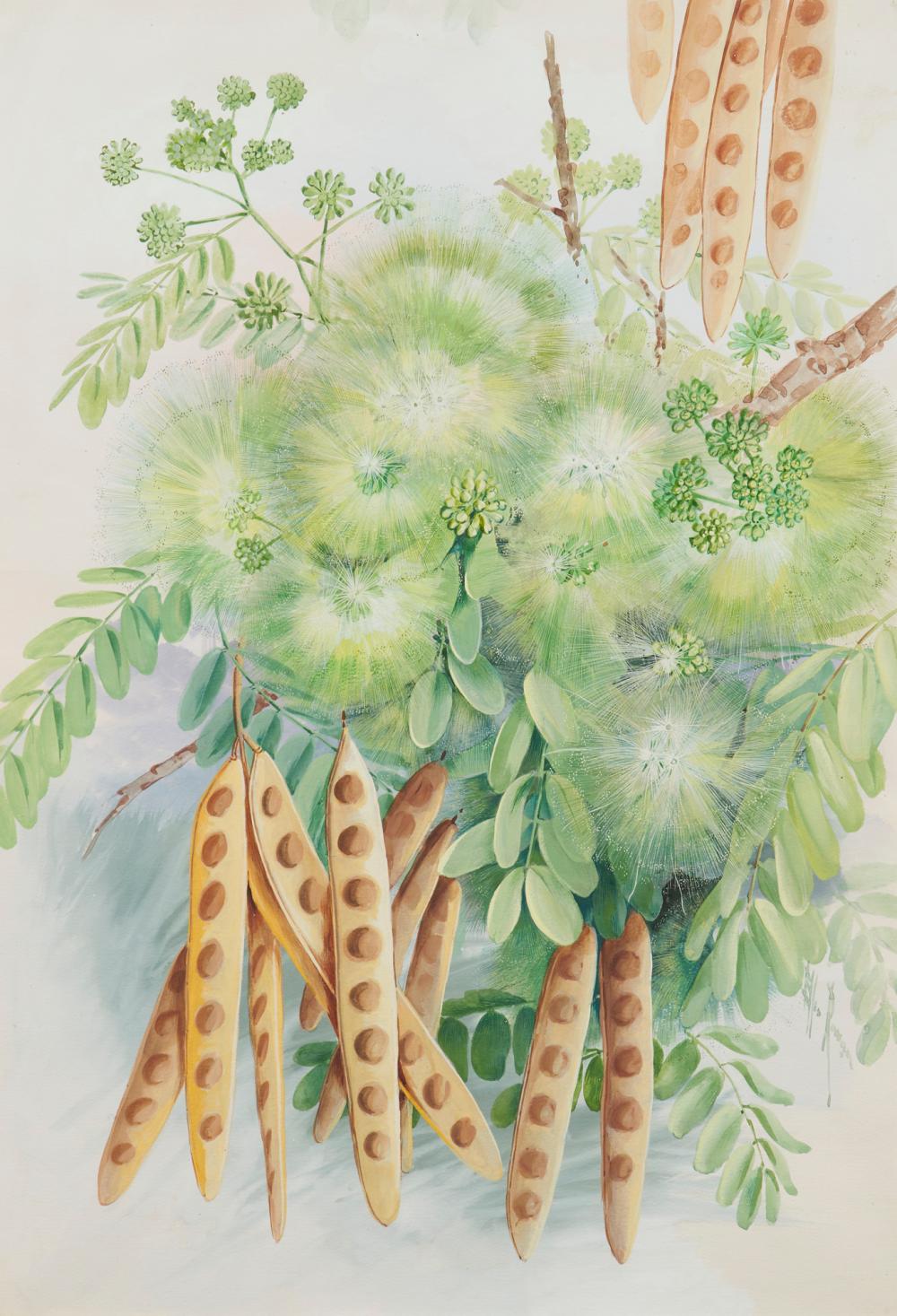 Ellis Rowan comparable auction result: ellis rowan 1848 1922 albizia lebbeck women s tongue east indies gouache on paper 53 5 x 36 5cm sheet reveal