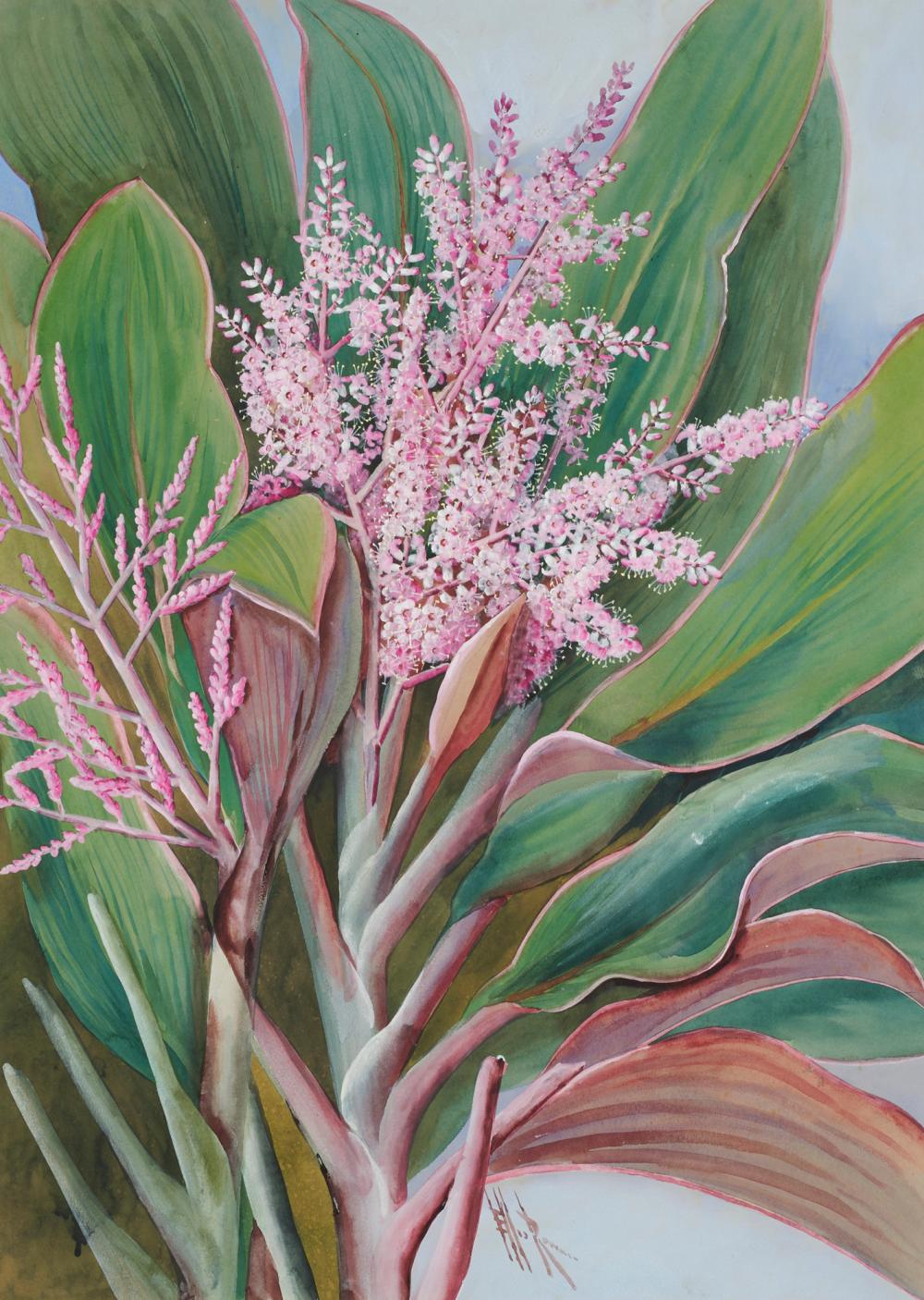 Ellis Rowan comparable auction result: ellis rowan 1848 1922 flowering cordylines watercolour and gouache on paper 74 x 53cm sheet reveal