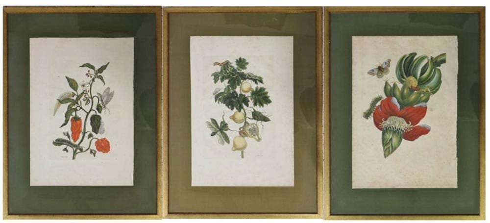 maria sibylla merian 1647 1717 drei blatt banane mit eulenfalter und raupe sodoms pfel mit insekten paprika · Auktionshaus Königstein GmbH · 2025-09-19 Maria Sibylla Merian comparable auction result: maria sibylla merian 1647 1717 drei blatt banane mit eulenfalter und raupe sodoms pfel mit insekten paprika