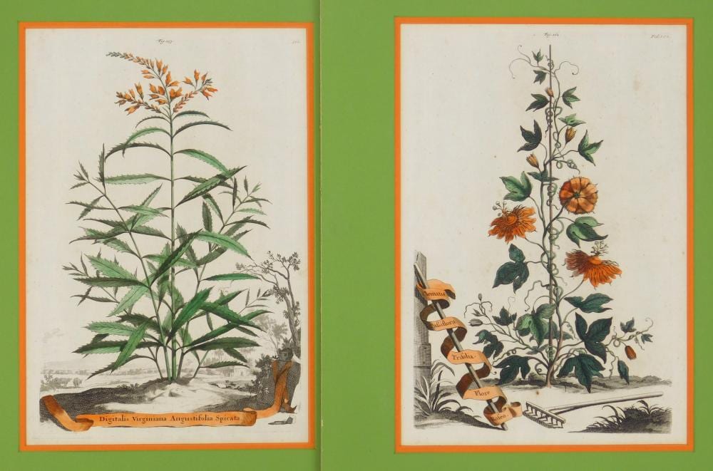Abraham Munting comparable auction result: abraham munting dutch 1626 1683 2 engravings