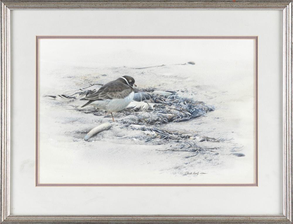 Robert Verity Clem comparable auction result: robert verity clem massachusetts connecticut 1933 2010 piping plover and seaweed watercolor and gouache 9 5 x 14 framed 14 75 x 19