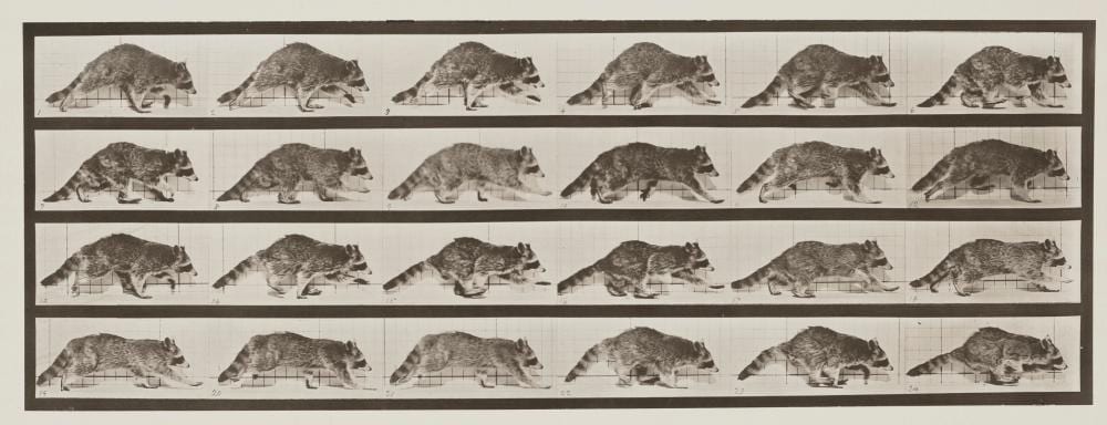 Eadweard Muybridge comparable auction result: eadweard muybridge 1830 1904 animal locomotion plate 744 1887 printed