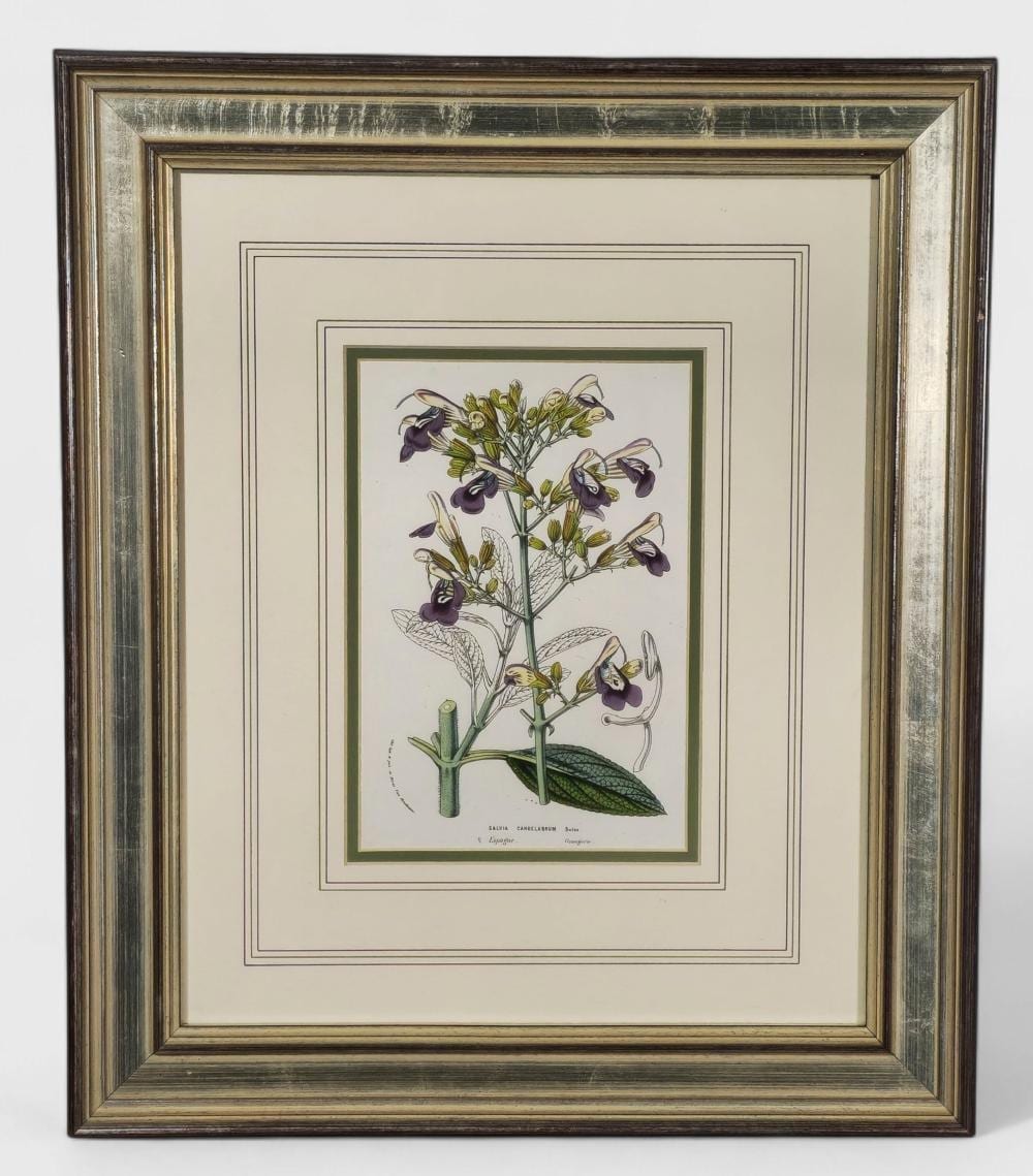 Louis Van Houtte comparable auction result: louis van houtte salvia candelabrum print