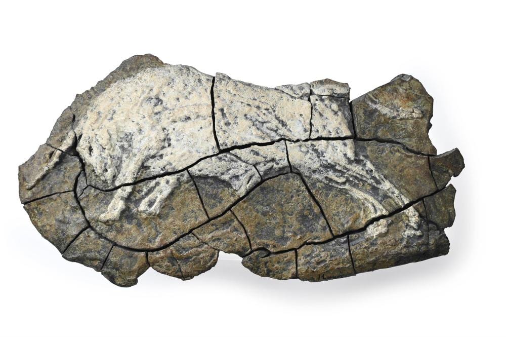 Hamish Mackie comparable auction result: hamish mackie british b 1973 bull relief