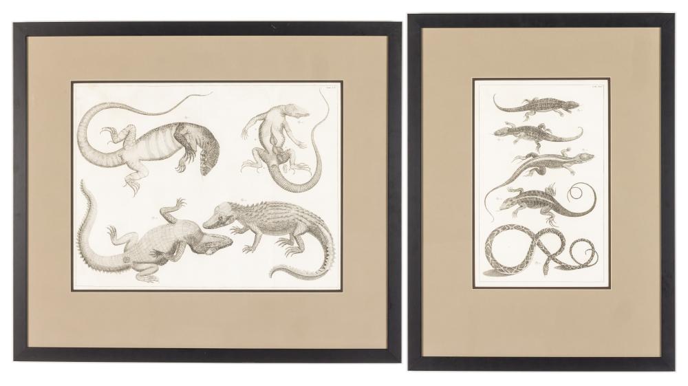 Albertus Seba comparable auction result: albertus seba lizard crocodile etchings