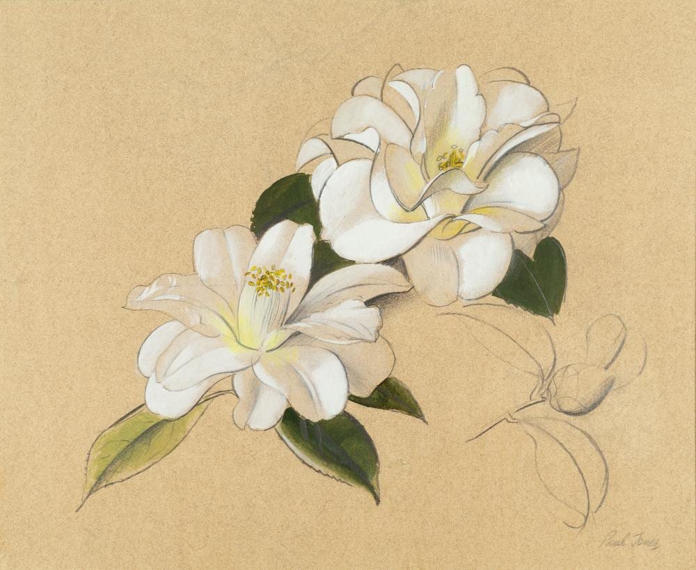 Paul (1921) Jones comparable auction result: paul osborne jones 1921 1997 two magnolia studies both signed lower right watercolour heightened with white 29 x 34cm and 25 x 35cm 2